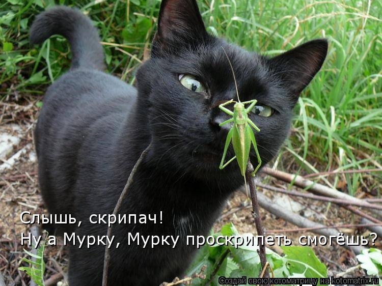 Сделай эту фигню