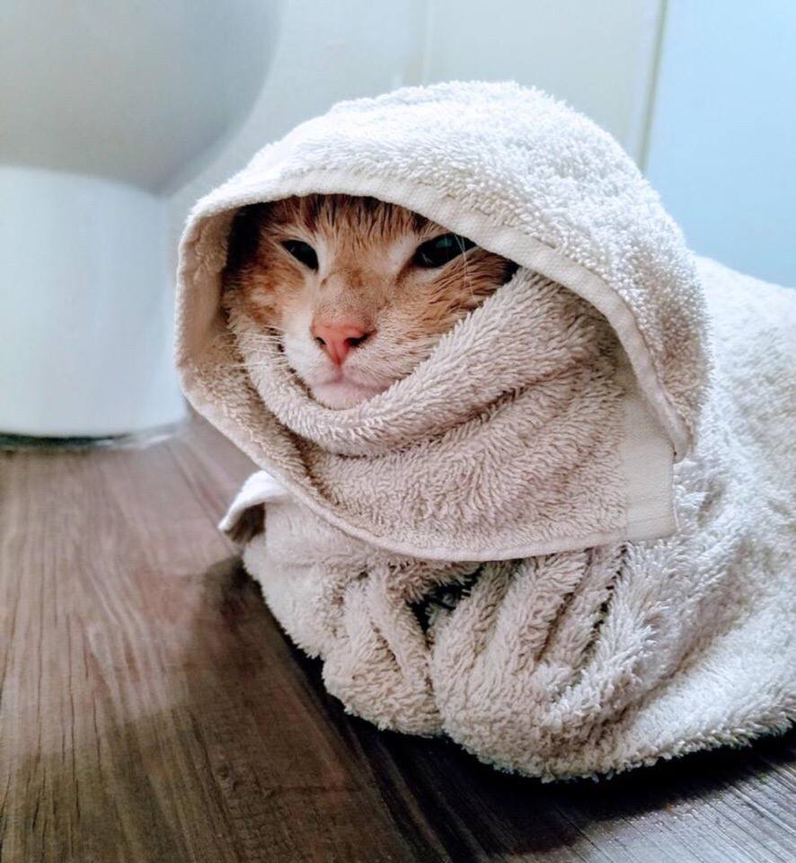 Кот в полотенце. Котенок в полотенце. Кот в одеяле. Кот закутанный в плед. Котик в пледе.