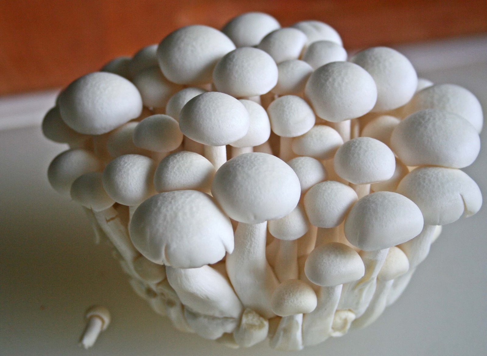 Условия выращивания гриба шампиньоны
