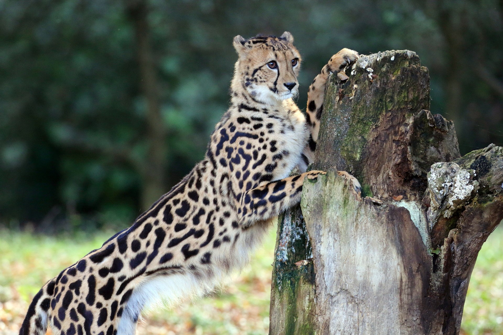 cheetah Гепард Постила.