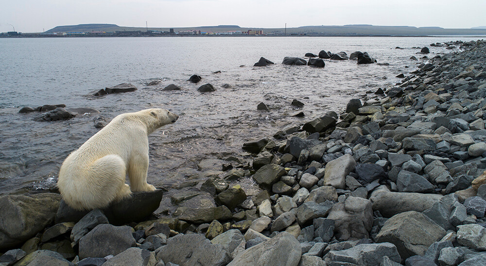 Дозор медведь. Чукотка экология. Животные морские Заполярного круга. WWF Чукотка. Арктические подводные животные.