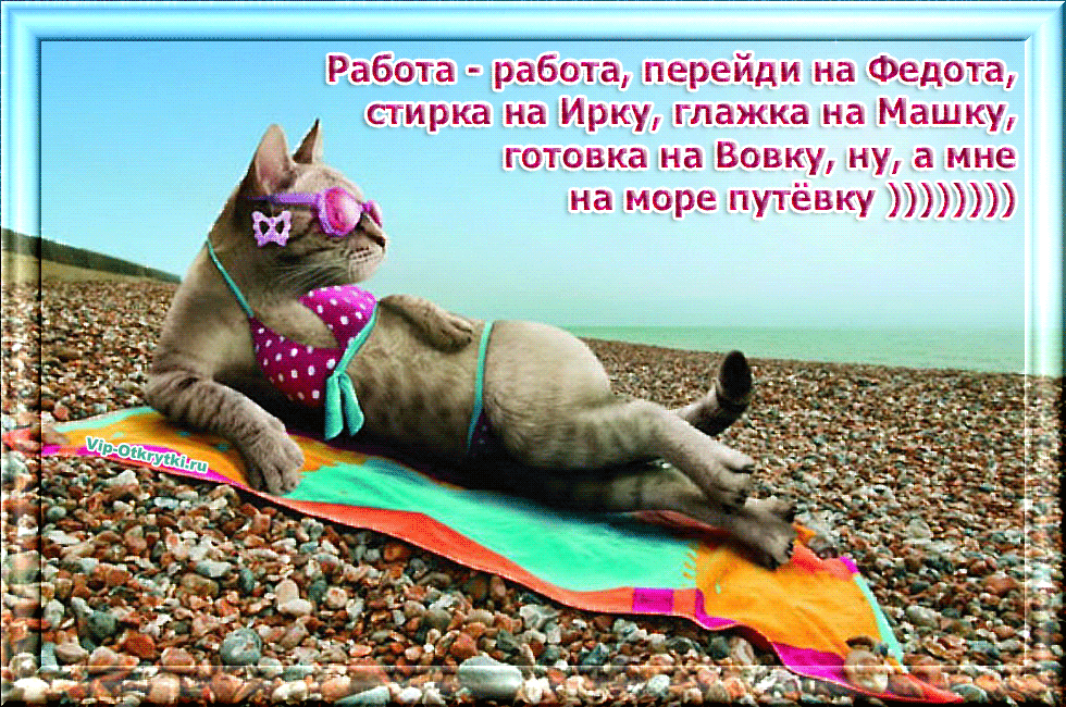 Хочу просто отдохнуть. Кот на пляже. Котик в отпуске. Кошка загорает на пляже. Кот отдыхает на пляже.
