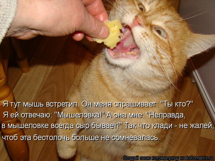 Кушать хочу говорю. Кот хочет кушать. Кот ест колбасу. Юмор Котоматрица. Кот жрет сыр.
