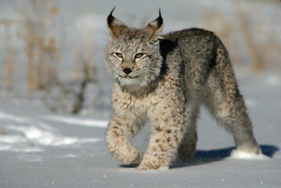 И рысь и карьер. Рысь обыкновенная Lynx Lynx Linnaeus, 1758. Якутская Рысь. Сибирская Рысь. Восточно Сибирская Рысь.