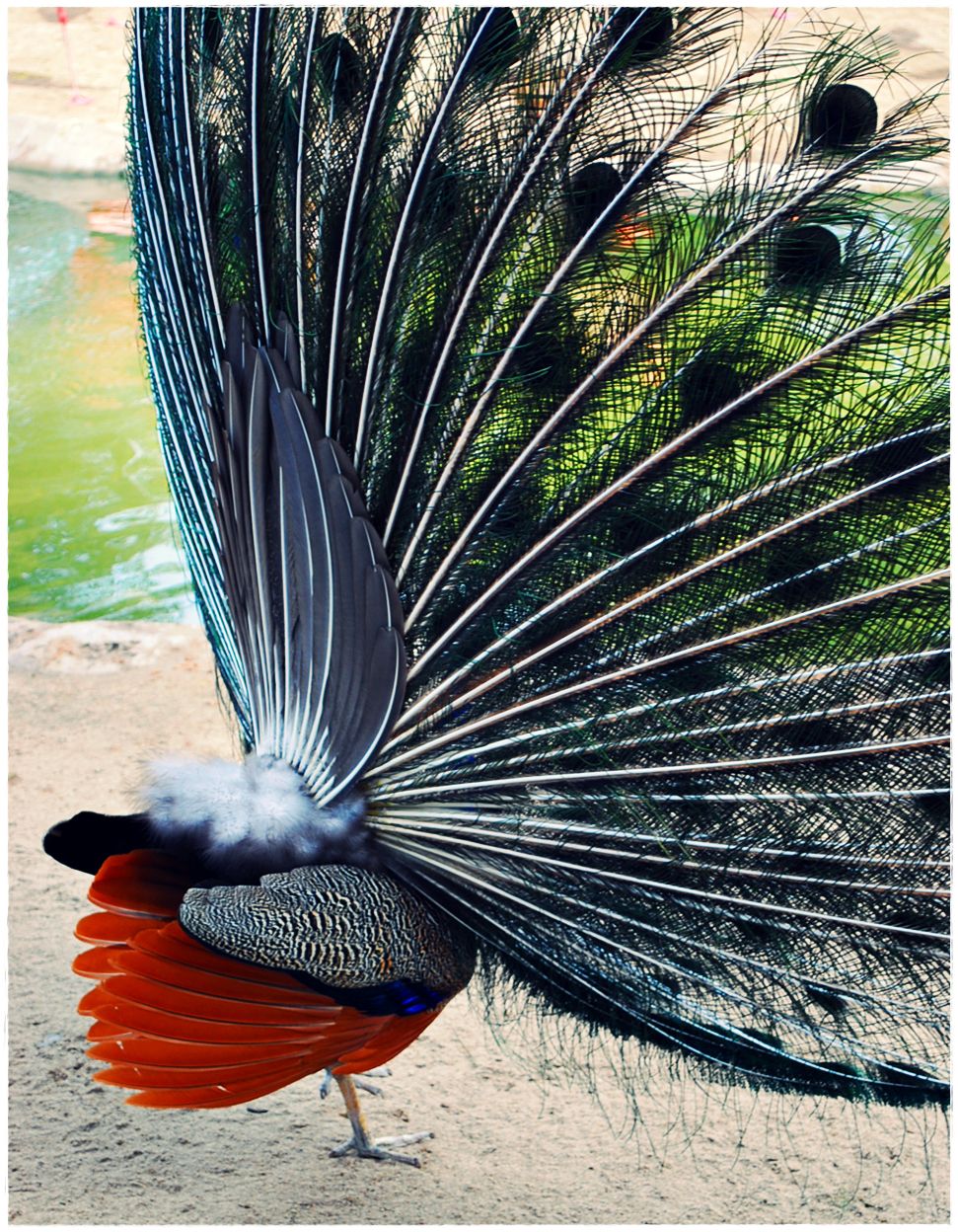 павлин мавлин птица. птица с большими перьями. чернокрылый павлин. павлин павлиний хвост. белая хохлатая цапля.