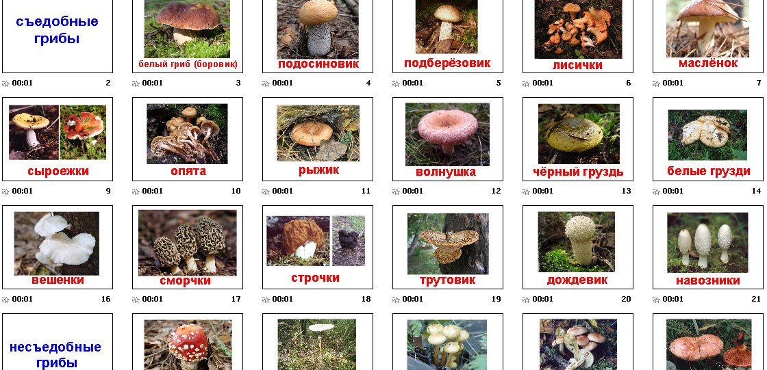 Таблица грибов. Таблица съедобных и несъедобных грибов. Показать грибы съедобные и несъедобные в картинках с названиями. Название съедобных и несъедобных грибов список. Съедобные и несъедобные грибы таблица.
