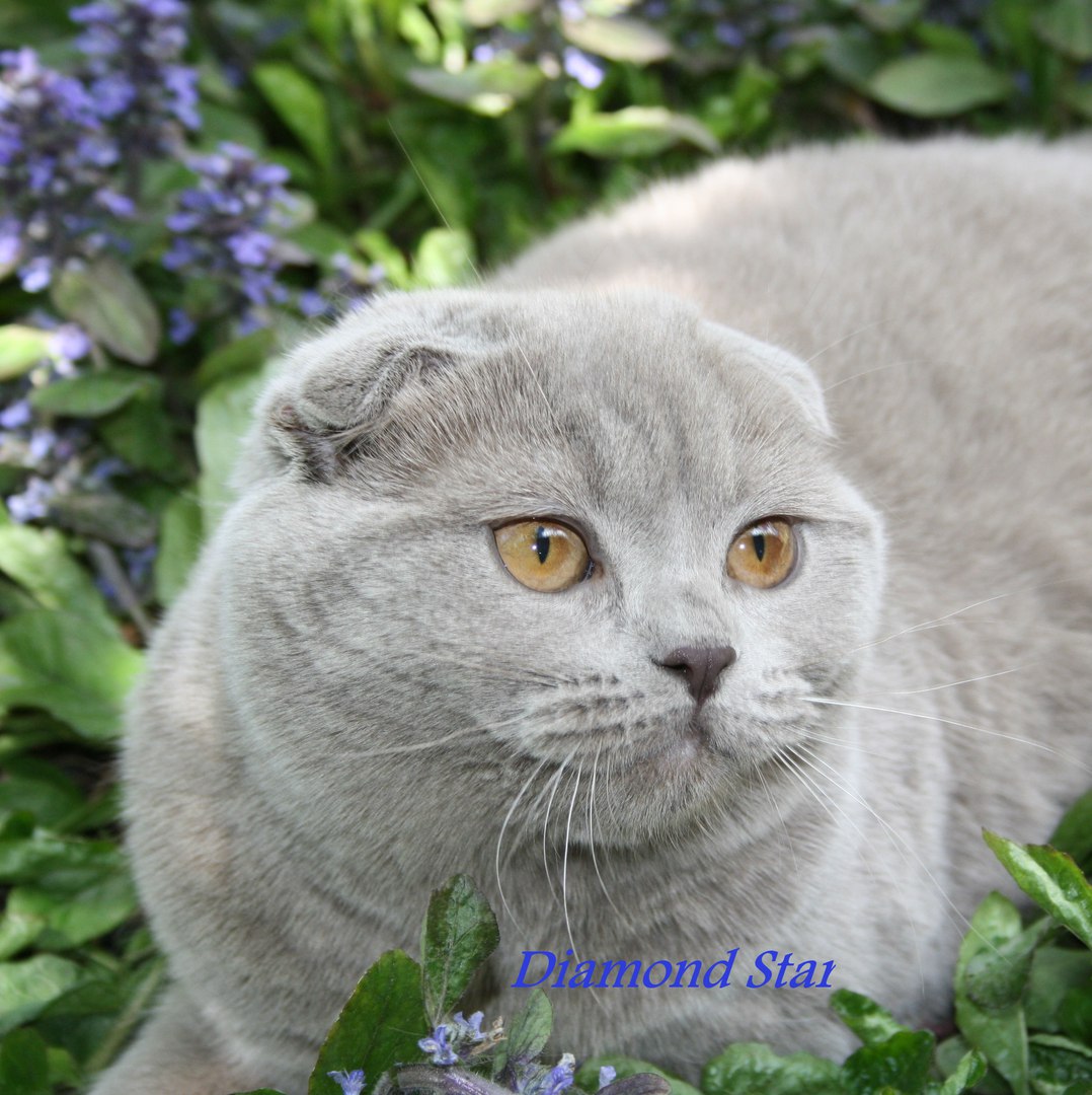 Шотландская вислоухая кошка Лавандовая