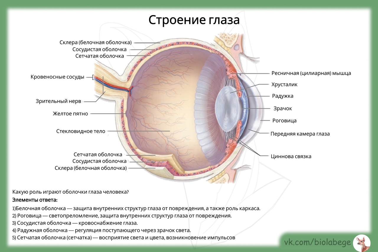 Биология строение глаза человека. Строение глаза ЕГЭ биология. Строение глаза. Строение человеческого глаза. Подробная анатомия глаза.