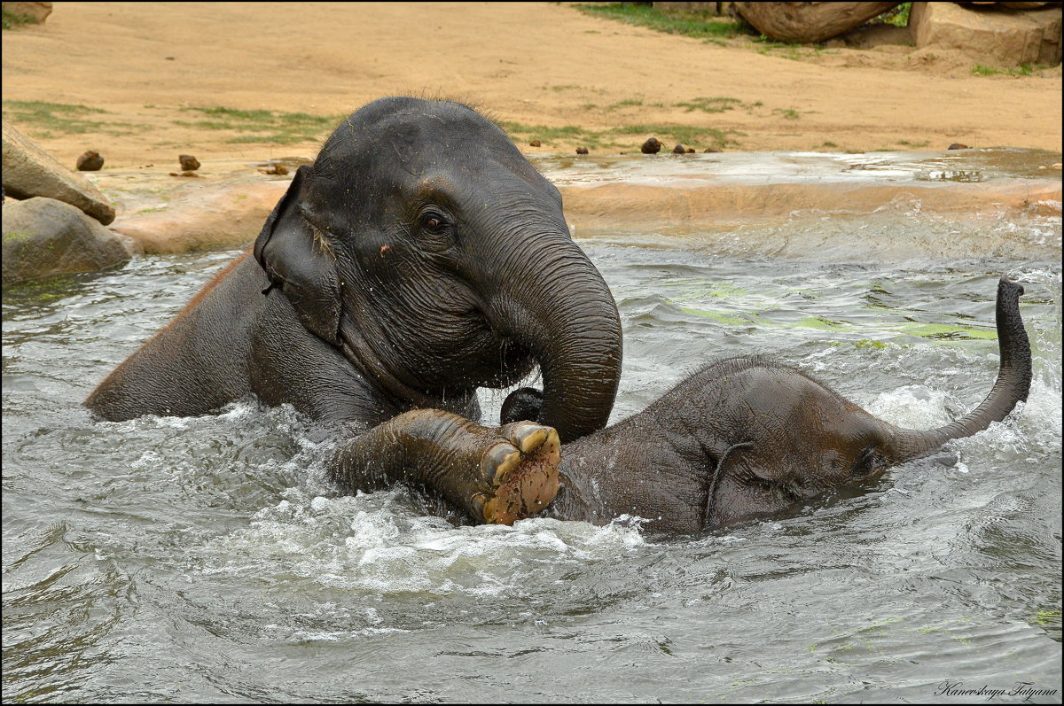 Слон купается. Слоны купаются. Слон плывет. Слон плавает. Слоны моются.