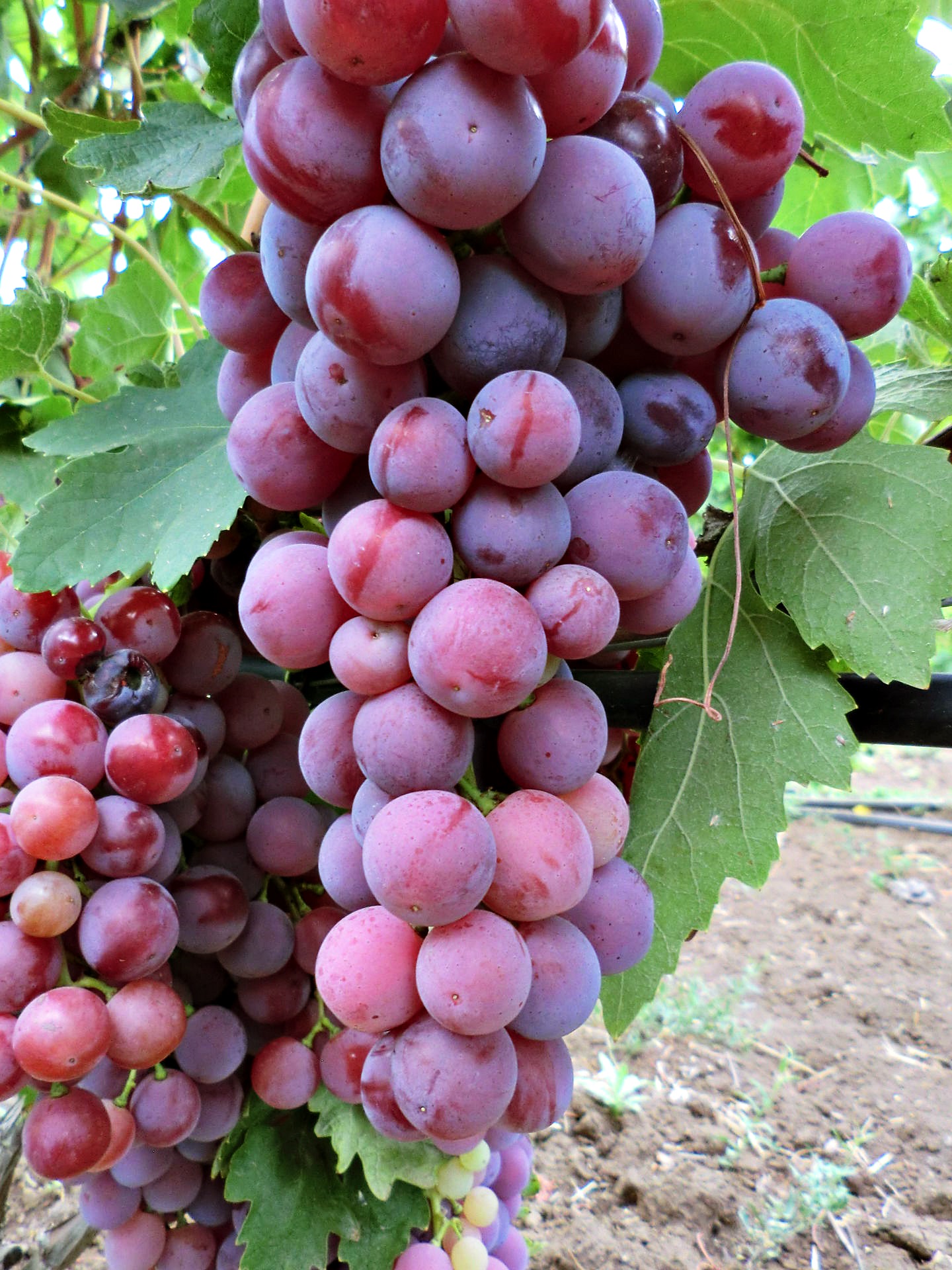 сорт винограда подарок несветая. виноград подарок несветая описание. сорт винограда заря несветая. заря несветая. виноград плодовый заря несветая.