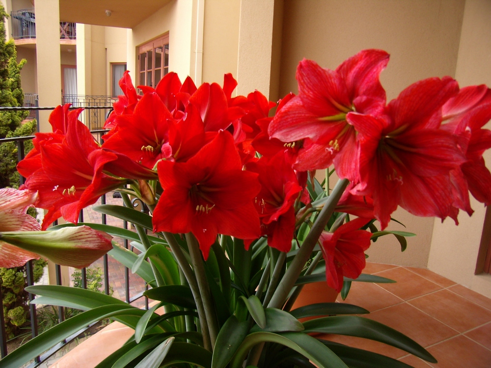 Комнатная лилия: выращивание в домашних условиях, почему не цветет |  Комнатные растения. Зимний сад в квартире. | Постила