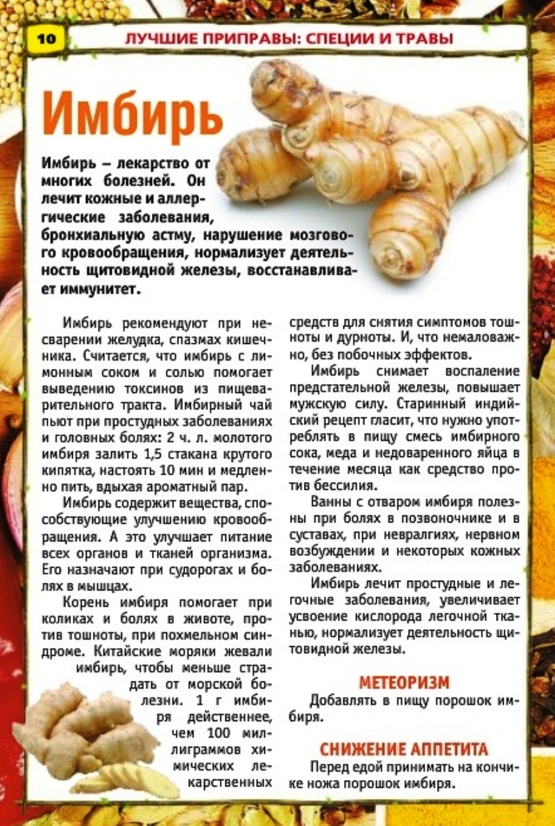 Имбирь ЛЕКАРСТВЕННЫЕ РАСТЕНИЯ на И Постила