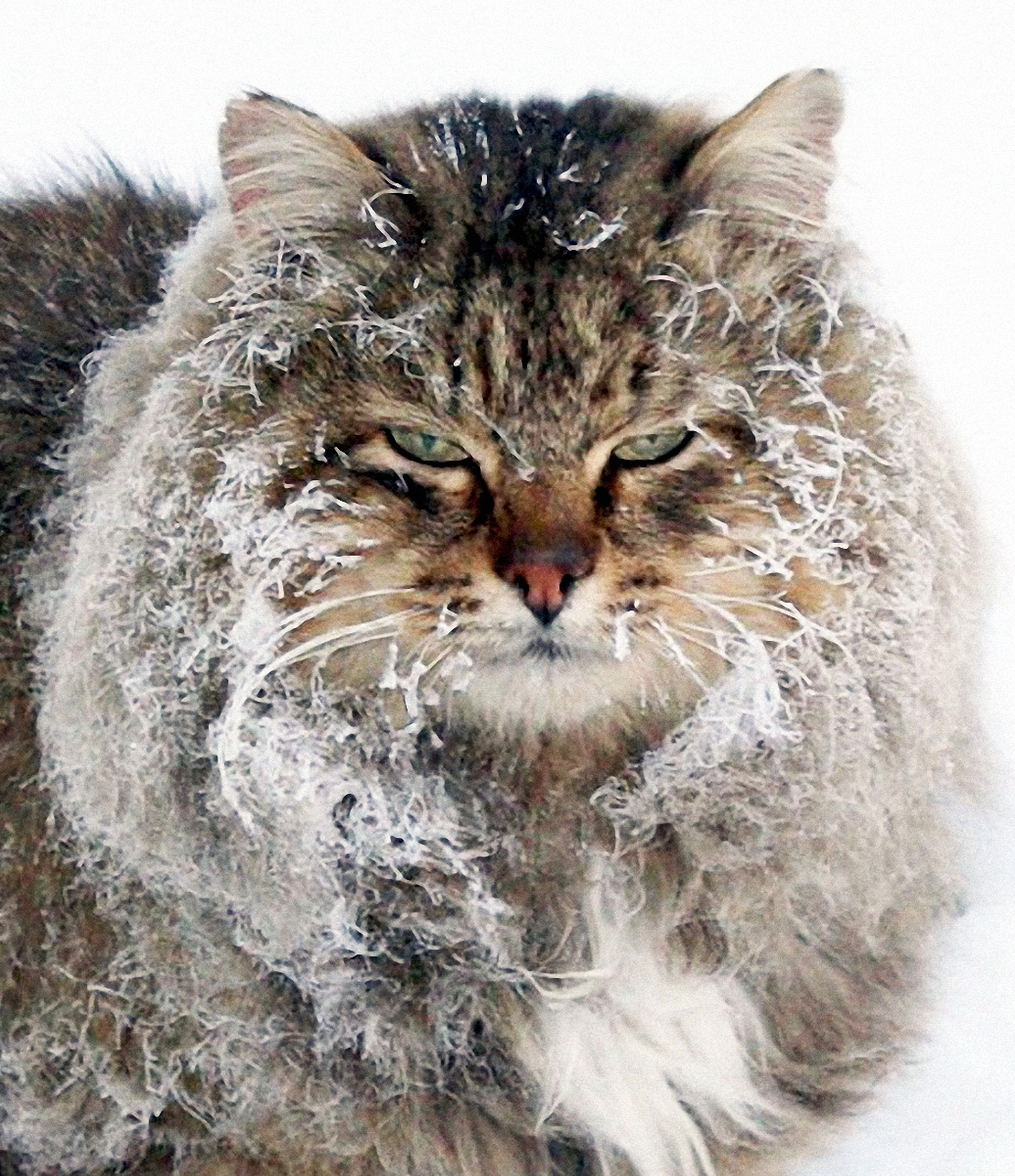 Кошки какие сильные. Кот Мороз. Кот замерз. Морозный кот. Сибирский кот на морозе.