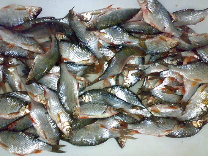 Засолка Рыбы Фото