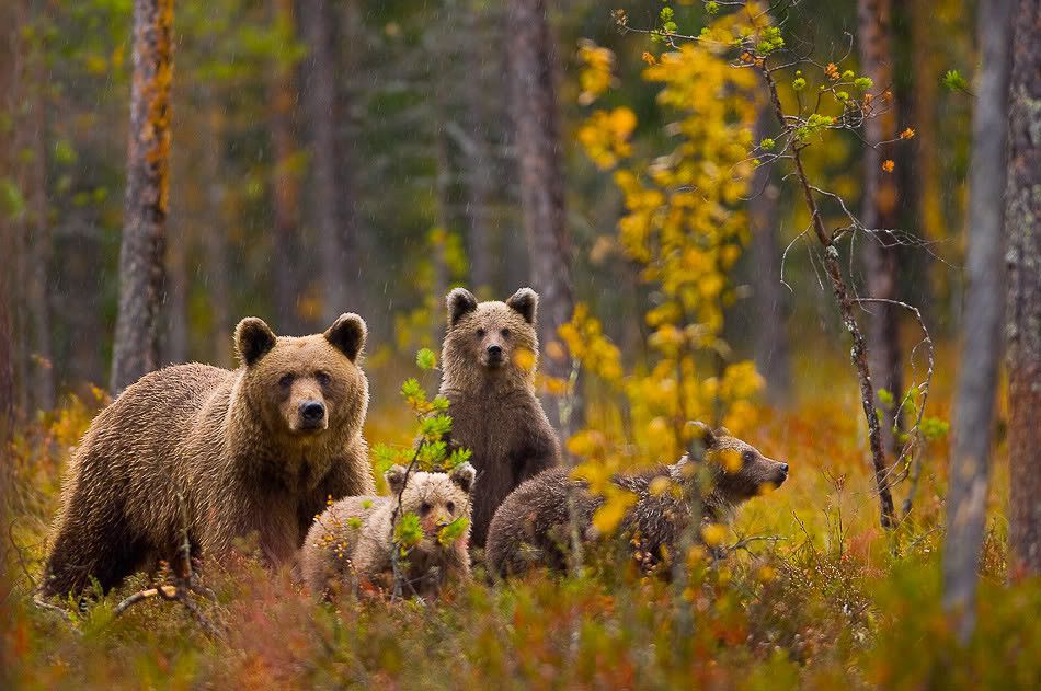 Семья диких животных. Бурый медведь Таганай. Картина медвежья семья Ушакова. "Медведи в лесу" Kim Norlien. Бурый медведь в тайге России.