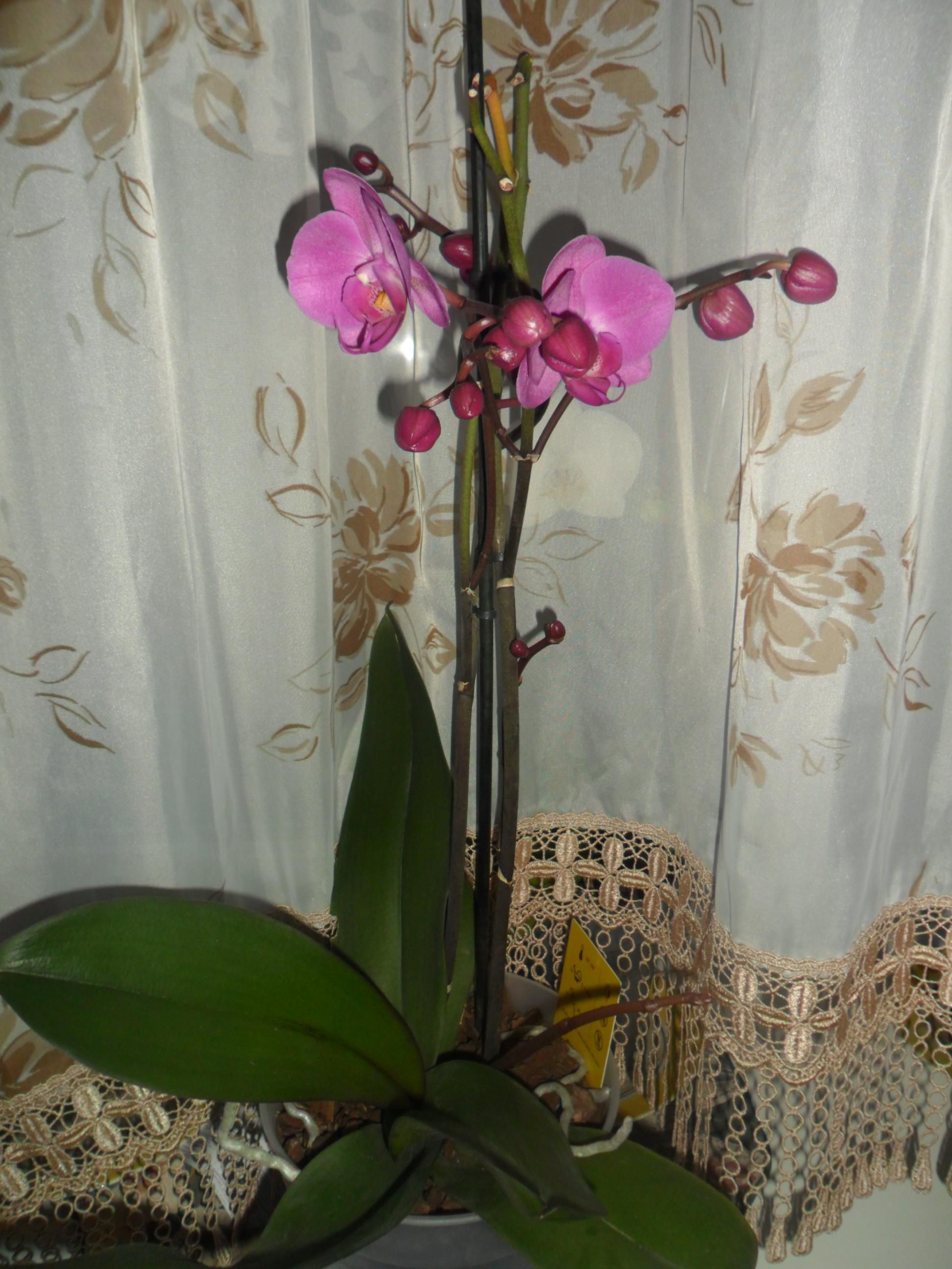 Начала цвести орхидея. Начало цветения орхидеи. Как зацветает Орхидея. Как начинает цвести Орхидея. Как начинает зацветать Орхидея.