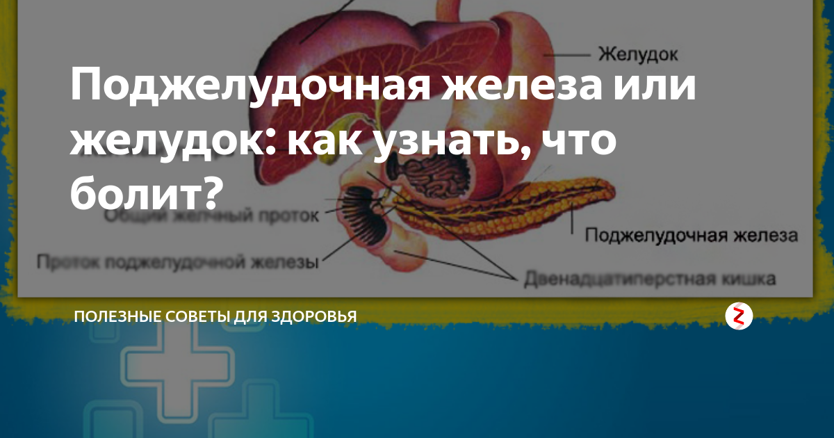 Болит поджелудочная железа. Биолит для поджелудочной железы. Болит желудок и поджелудочная железа. Поджелудочная где находиться и где боли. Болит поджелудочная железа. Биолит для поджелудочной железы. Болит желудок и поджелудочная железа.