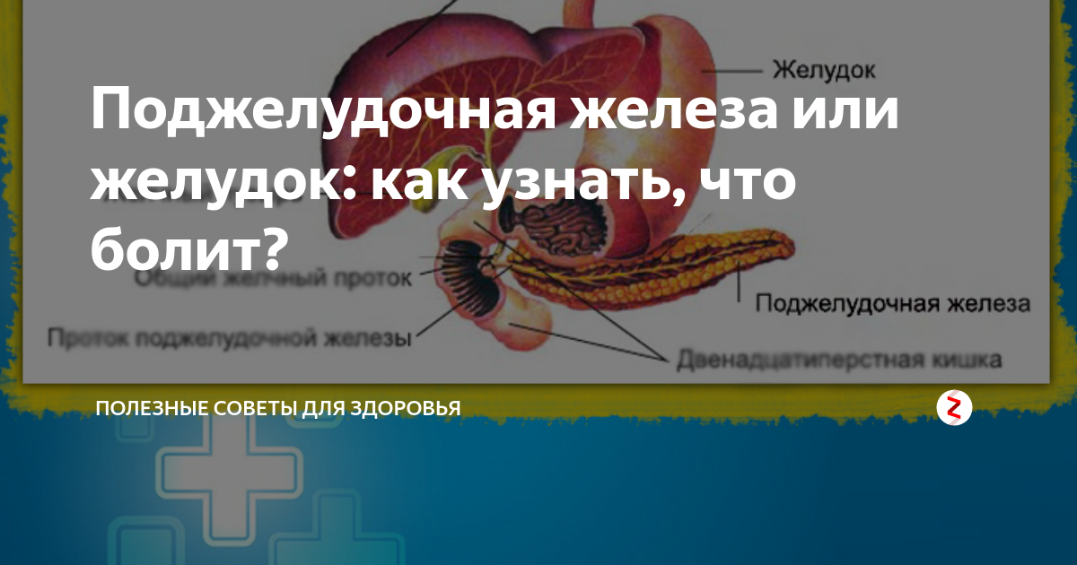 Место боли поджелудочной железы. Болит поджелудочная железа. Желудок и поджелудочная железа.