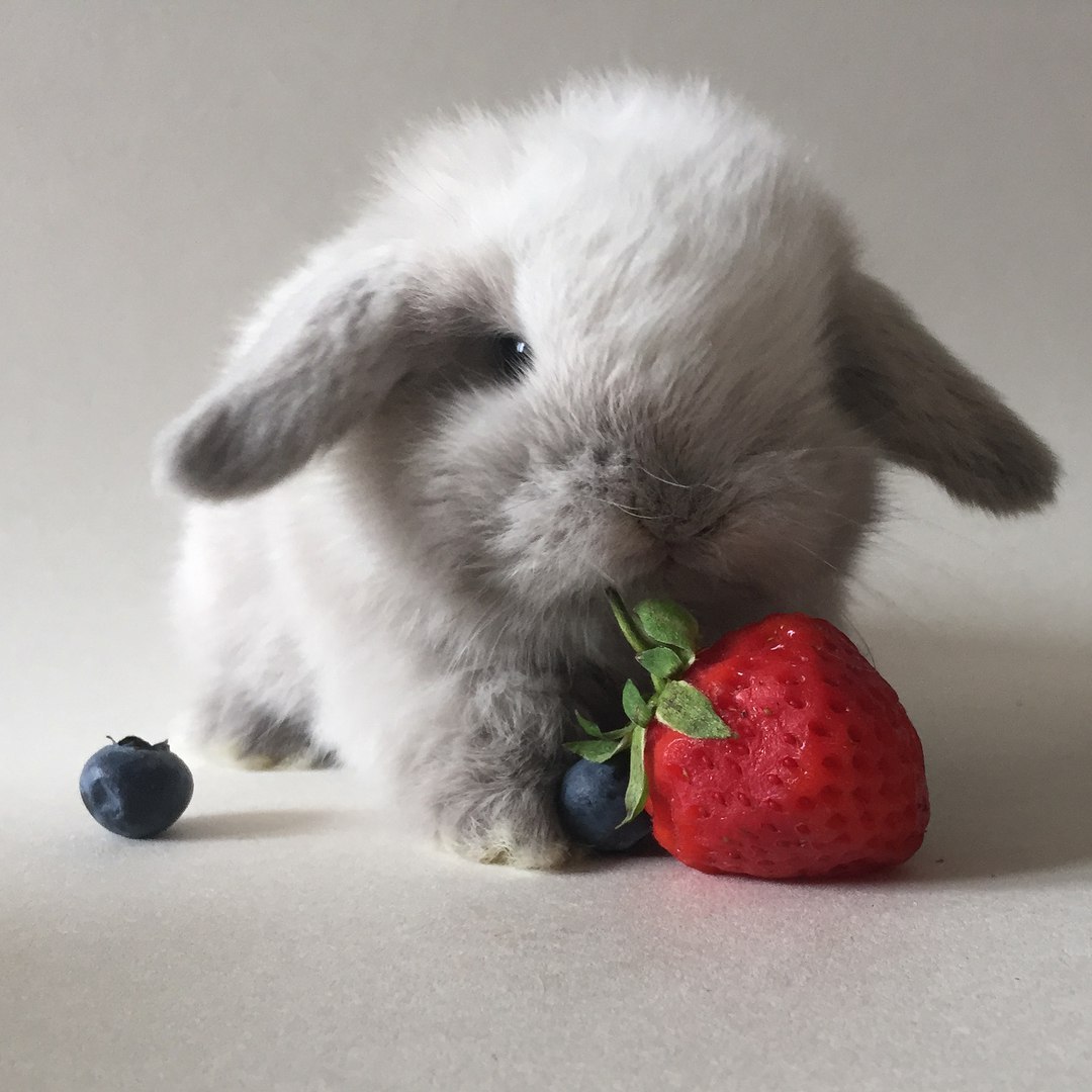 Кроликам можно клубнику. Красивый зайчик. Милые зайчики. Милый Зайка. Милые декоративные кролики.