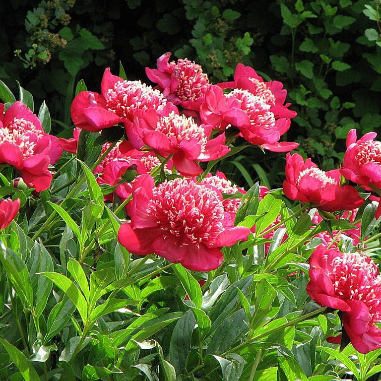 Charming me. Charming me. мейн кун спит фото. Charming me. наруми академия элис.