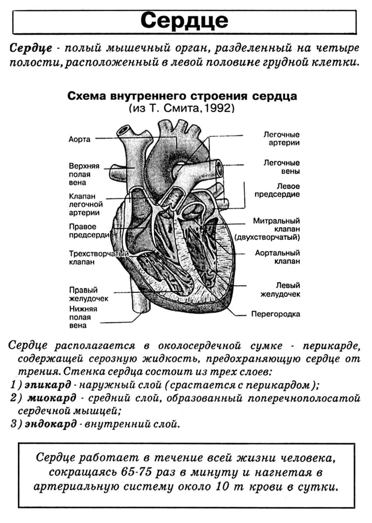 Биология человека егэ. ЕГЭ биология анатомия строение сердца. Сердце схема строения анатомия. Строение сердца человека ЕГЭ биология. Строение сердца таблица биология.