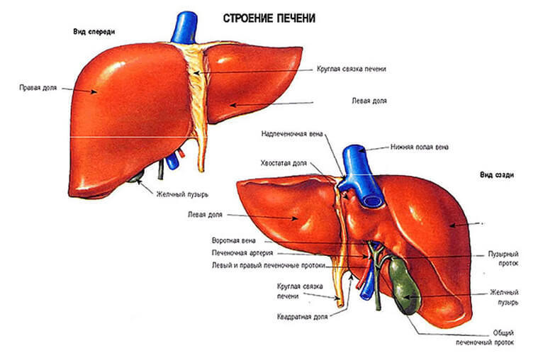 Где Находится Печень У Человека Фото