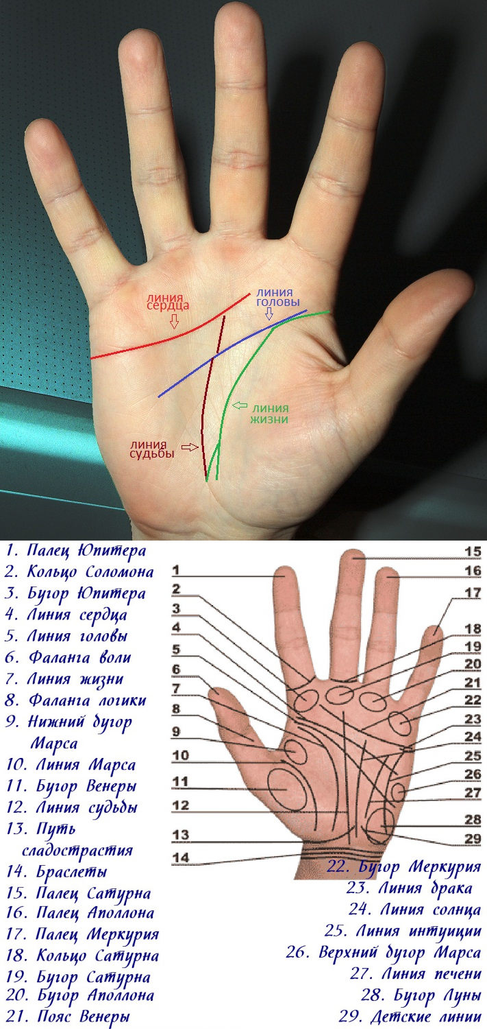 Линии на ладони