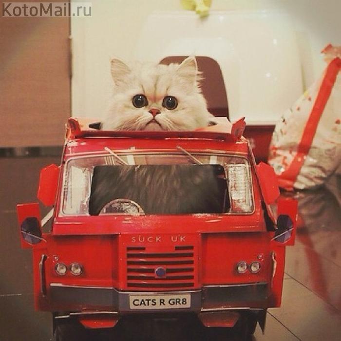 Купить машинку для кошек. Кошачья машина. Кошка в машине. Кот в машинке. Кот на игрушечной машине.
