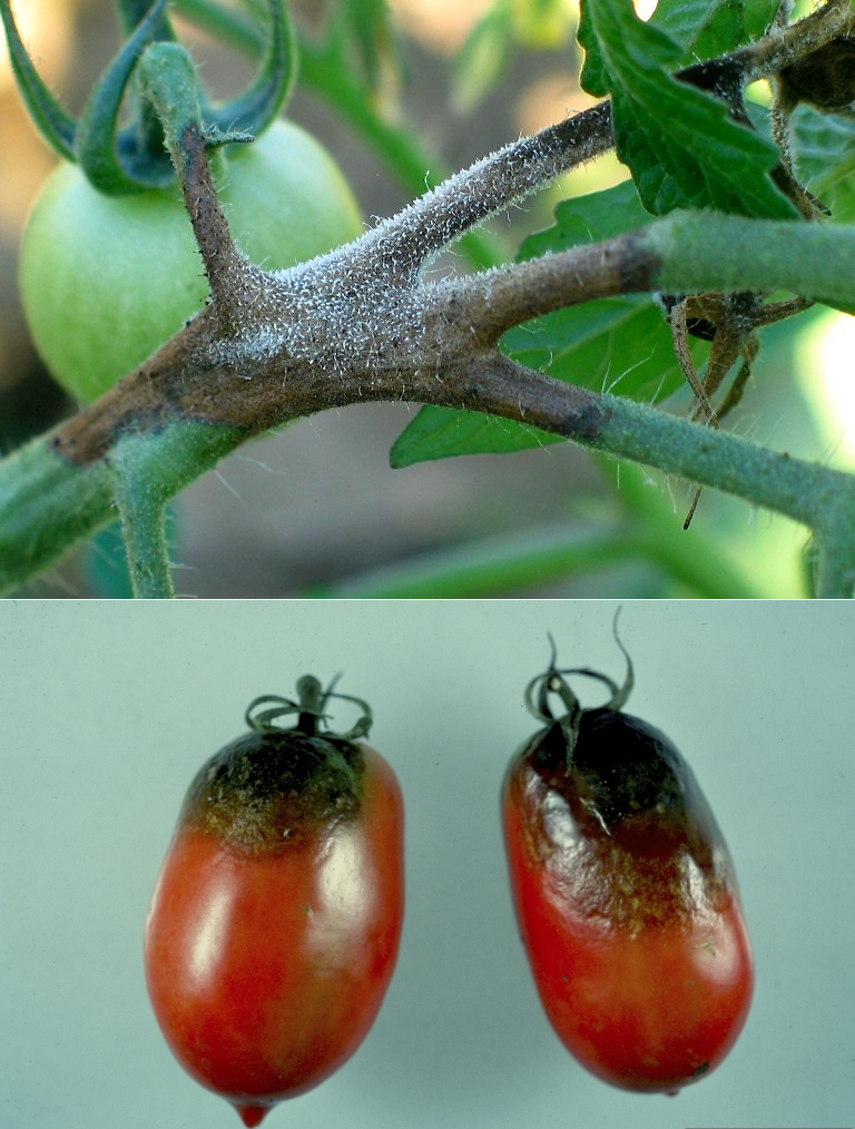 Чем обработать помидоры в домашних условиях. Фитофтора от фитофторы на помидорах. Обработать помидоры JN abnjanjhs. Обработать томаты от фитофторы. Спасаем томаты от фитофторы.