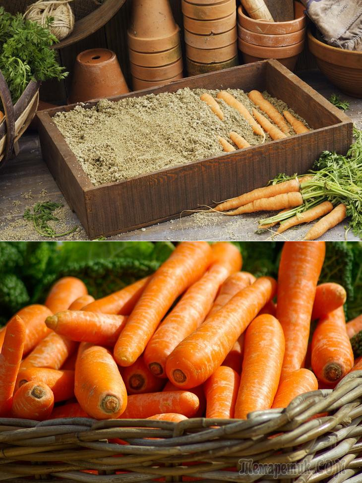 Как лучше хранить морковь. Хранение моркови. Ящик для хранения моркови. Условия хранения моркови. Хранить морковь.