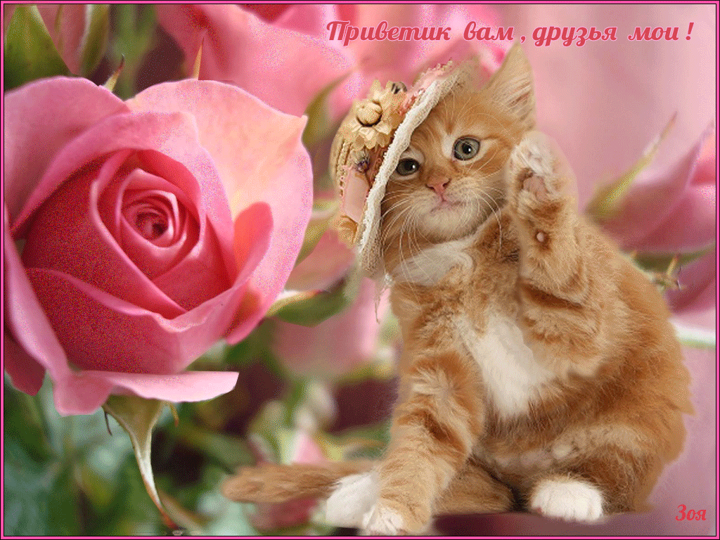 Приветствую милый. Красивое Приветствие с цветами. Красивые открытки с котиками. Открытки приветик. Кот с цветами.