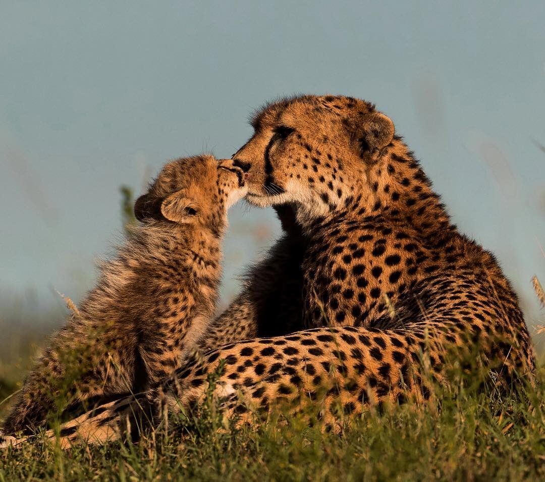 Animals posting. Гепард самка. Детеныш гепарда. Детеныш леопарда. Гепард и леопард.