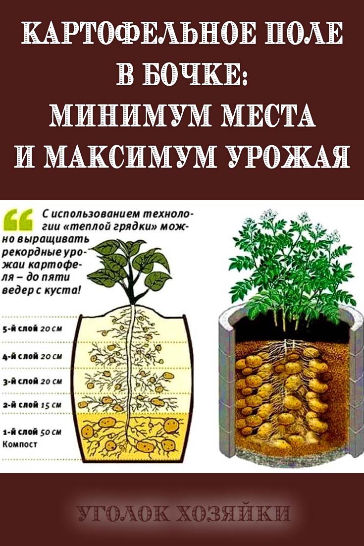 С использованием технологии 'теплой грядки' можно выращивать рекордн ...