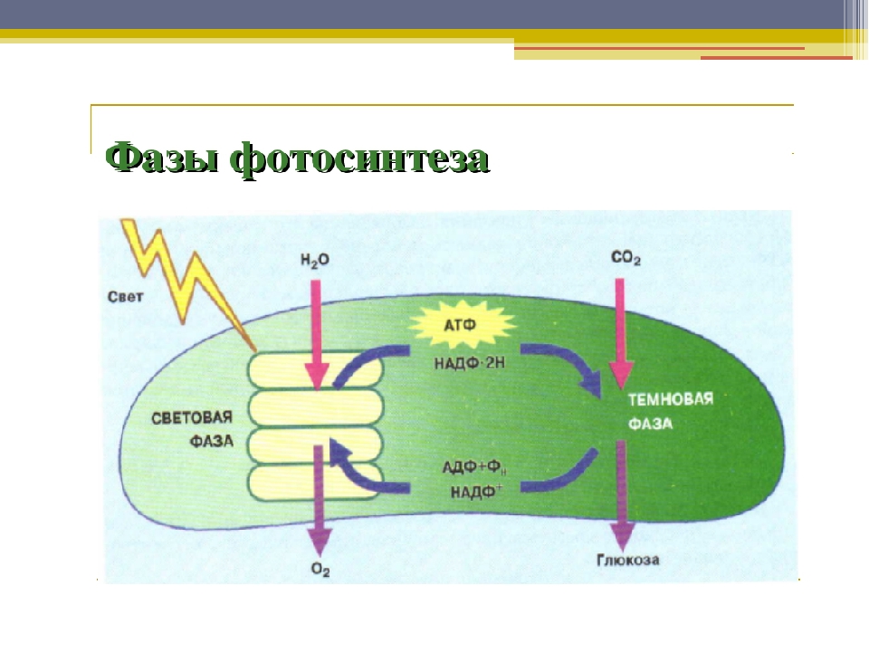 Темновая фаза таблица. ЕГЭ биология схема световая фаза фотосинтеза. Световая фаза фотосинтеза схема ЕГЭ. Световая фаза фотосинтеза схема 9 класс. Схема фотосинтеза ЕГЭ биология.