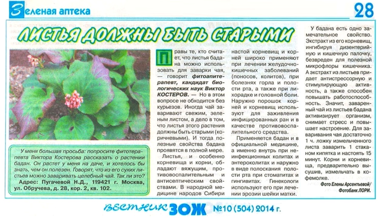 Корень Бадана Купить В Аптеке
