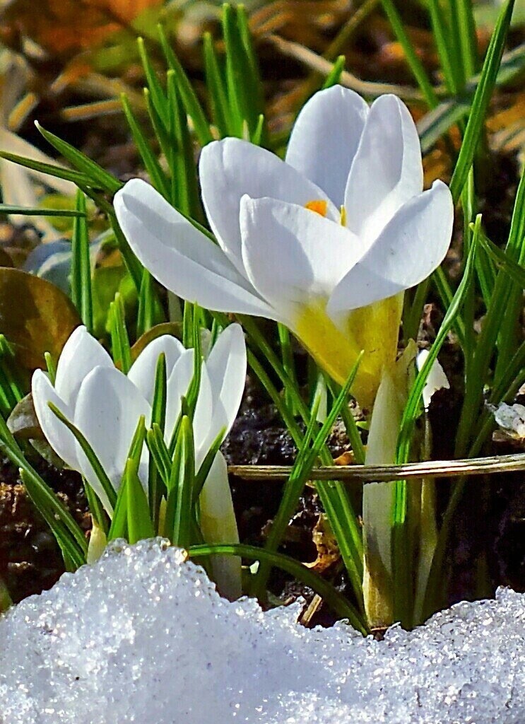 Весенняя природа