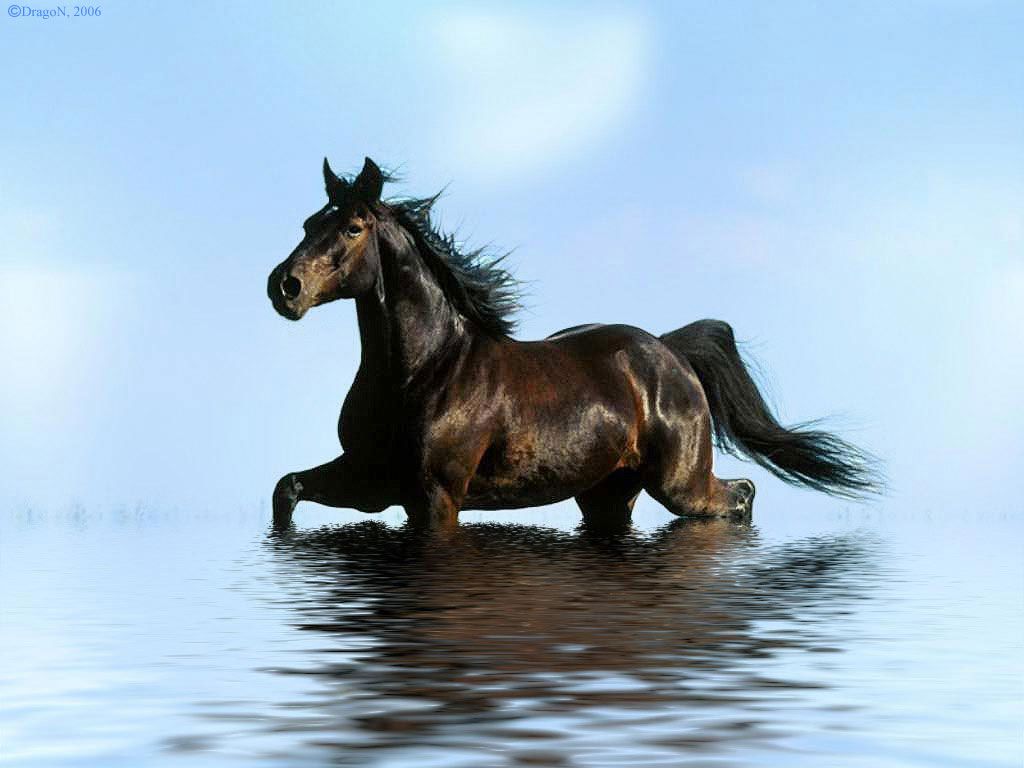 Лошадки ремикс. Mustang лошадь. Лошади в океане. Фото самых красивых лошадей мустангов. Мустанг лошадь и дети.