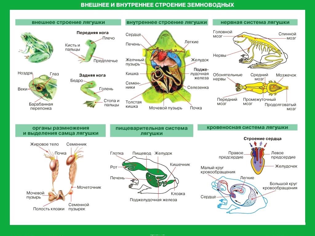 Особенности организма земноводных. Схема цикл развития земноводных ЕГЭ биология. Внешнее и внутреннее строение бесхвостых земноводных. Земноводные амфибии строение тела. Внутреннее строение лягушки ЕГЭ.