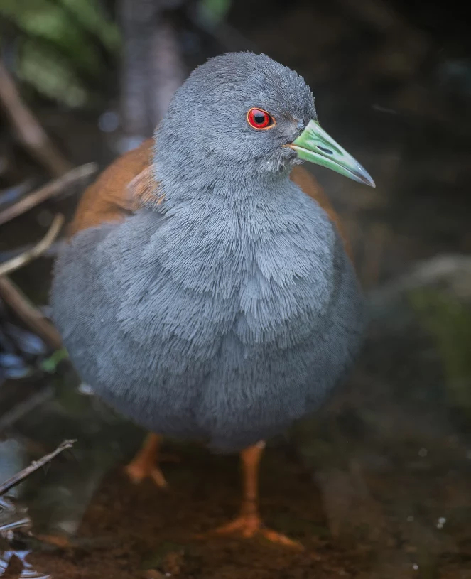 Black tailed. Amaurornis moluccana. Crake.