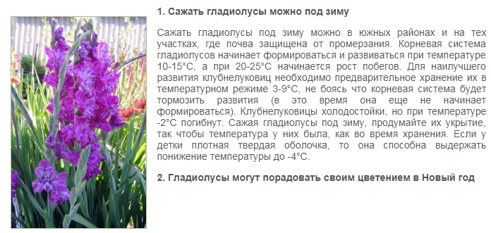 При какой температуре можно высаживать гладиолусы. Схема посадки гладиолусов. глубина посадки гладиолусов. корневая система гладиолуса. гладиолусы схема посадки в открытый грунт.