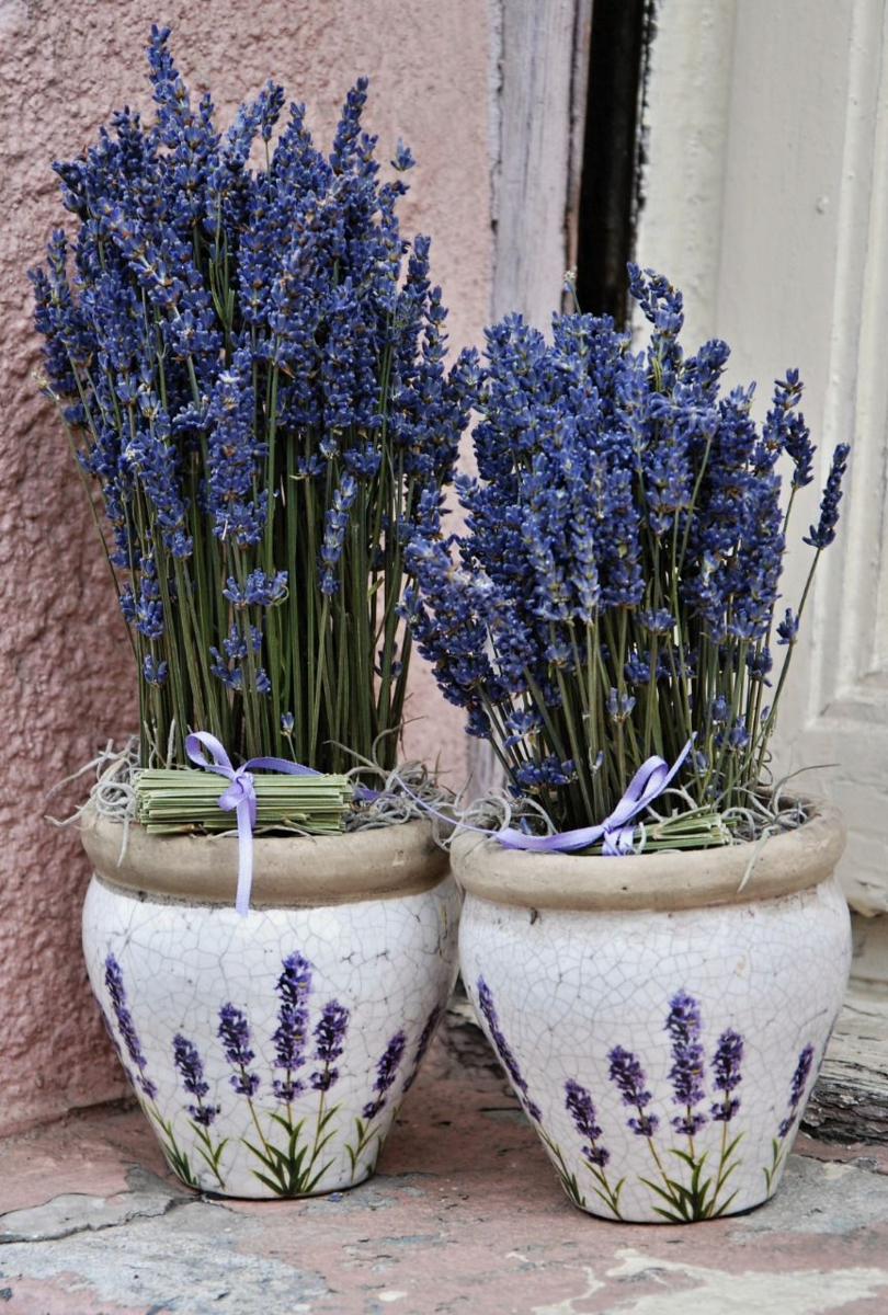 Lavender Лаванда Decor