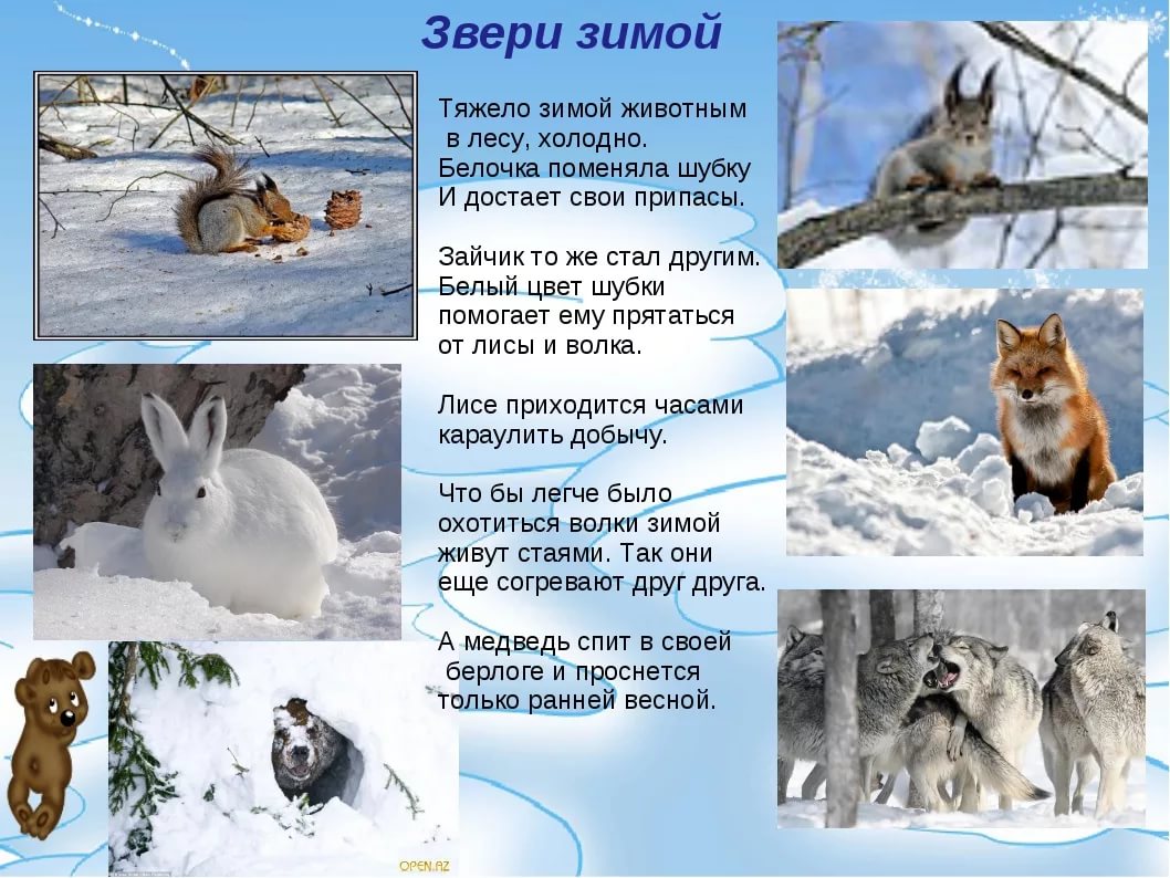 Статья диких животных. Зимующие животные. Как зимуют животные. Животные зимой для детей. Как зимуют Дикие животные.
