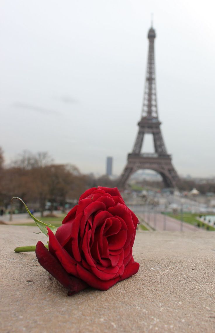 Фото розы эйфелева башня
