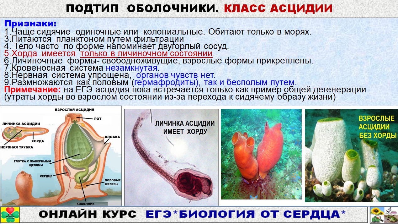 Экстракт Асцидии Купить В Аптеке Цена