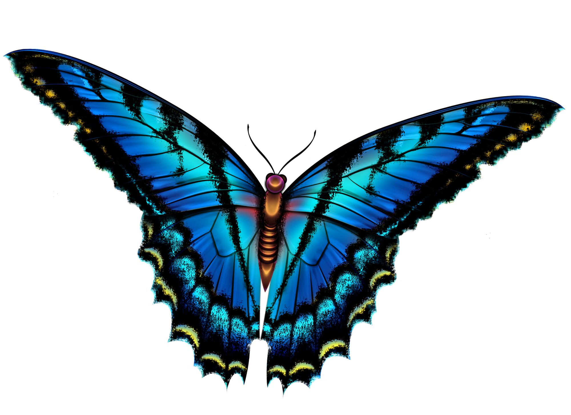 Простые крылья бабочки. Бабочка рисунок. Красивые бабочки. Бабочки картинки. Бабочки для фотошопа.
