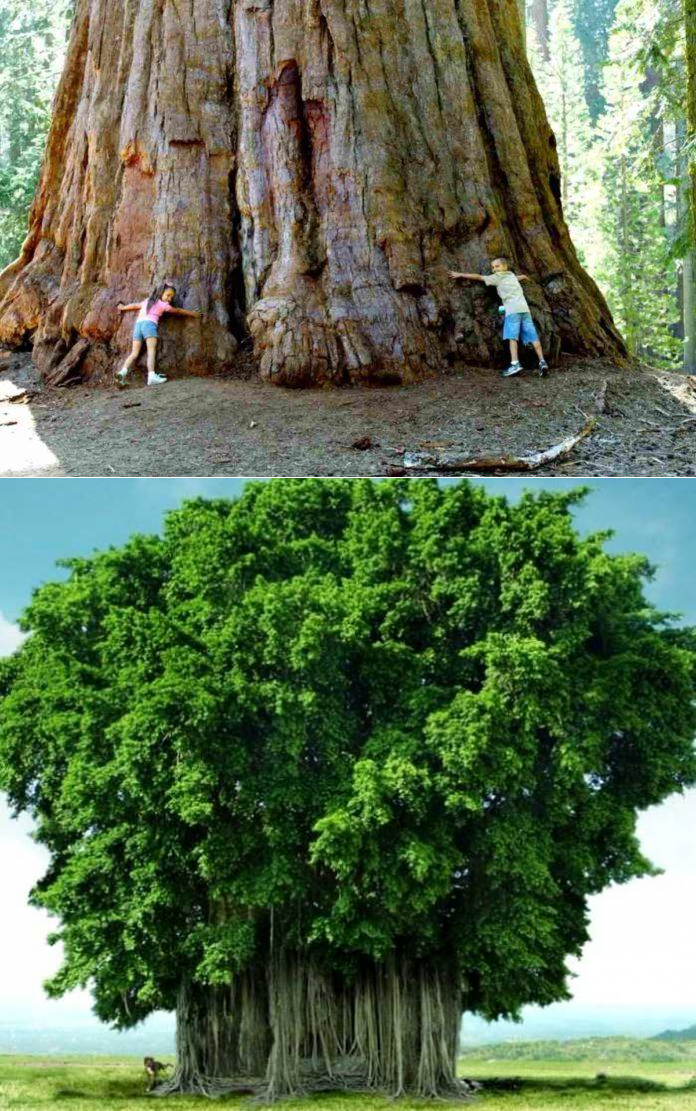 Площадь самого большого леса в мире. Секвойя дерево. Стратосферный гигант дерево. Самое большое дерево в мире Секвойя. Корни секвойи.