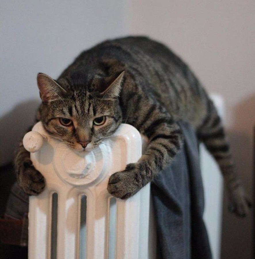Коту холодно