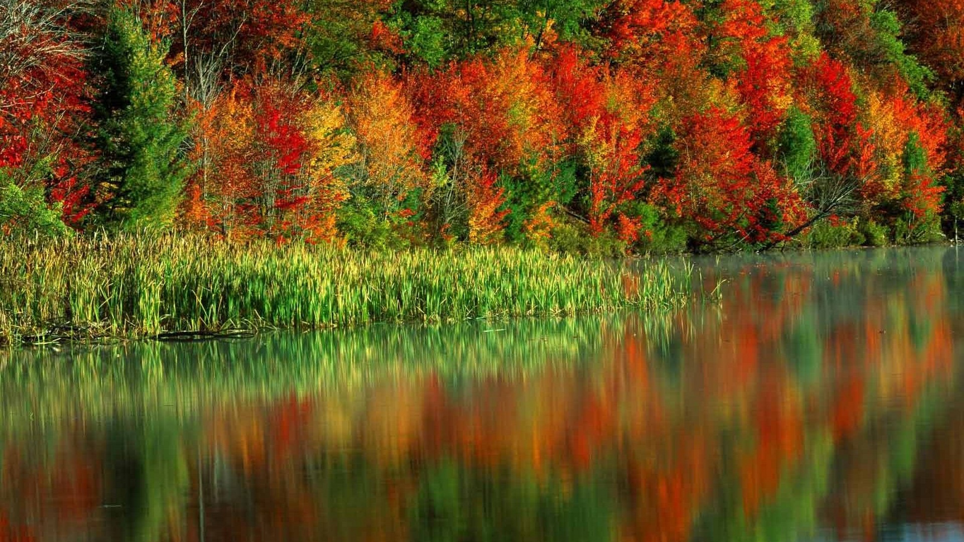 Красный золотой осень. Красота осени. Краски осени. Красивая осень. Осенние краски природы.