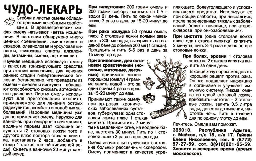 Омела Белая Настойка Купить В Аптеке