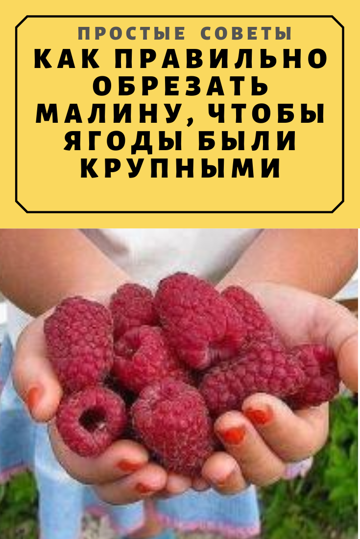 Схема подкормки малины